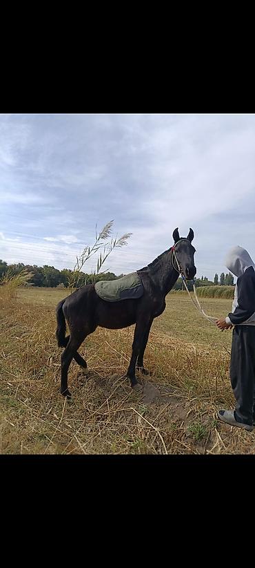 Лошади, кони: Продаю | Жеребенок | Кара Жорго | Рабочий — 3