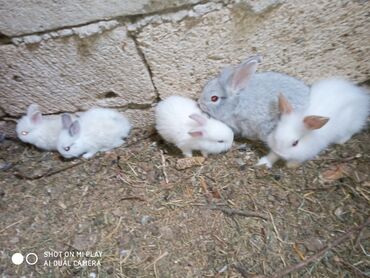 Dovşanlar: Kərlik ucuz qiymətə dovşanlar satılır krolik karliklar tüklü şir baş — 6