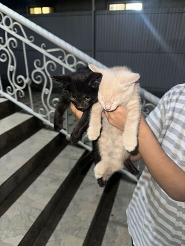 леопардовая кошка: Два котёнка из одного помёта. - Окрас: один полностью чёрный, второй