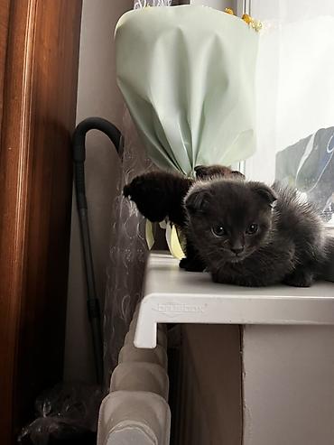 Продажа кошек: Скотиш Фолд (Шотландская вислоухая), 1 месяц, Девочка, Черный, Приучена к лотку — 2