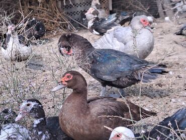 Quş: Salam lal ördəklər satılır .Fərələr 25 xoruzlar 35 azn .Fərələr — 2