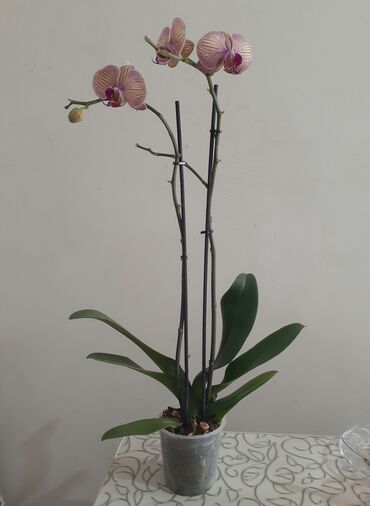 сколько стоит орхидея в бишкеке: Орхидея