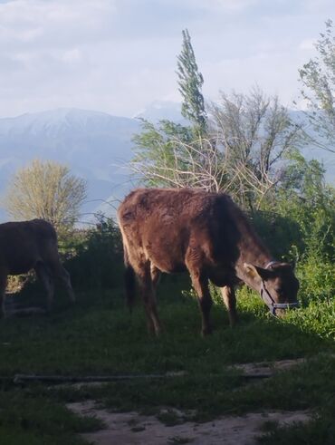 Коровы, быки: Продаю | Тёлка, Музоо, торпок | Алатауская | Для разведения, Для молока | Племенные, Не стельные