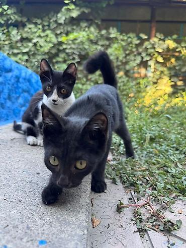 сколько кошек в кыргызстане: 🐾 Котята ищут любящих хозяев! 🐾 Дети нашли двух замечательных котят — — 3