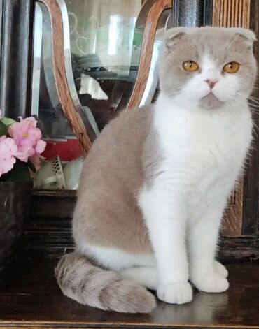 продажа домашних животных: Продам чистокровную шотландскую кошку редкого окраса фавн биколор