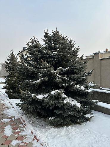 Декоративные деревья: Саженцы деревьев: Ели, Самовывоз — 9