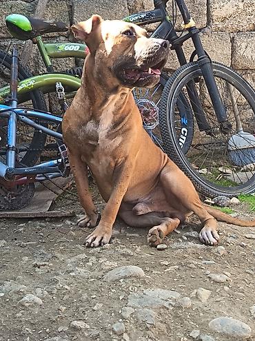 it sort: Pitbul, 2 il, Erkək — 5