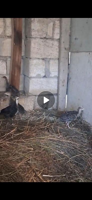 Salam Aleykum bütün vaksinləri vurulub 20 günlük hindquşları sağlam