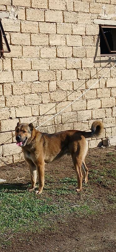 İtlər: Qurdbasar, 1 il, Erkek, Peyvəndli -da lalafo.az — 7 İtlər: Qurdbasar, 1 il, Erkek, Peyvəndli — 7