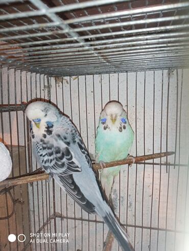 Digər quşlar: Çex cütler satılır papuqaylar təmiz qan vıstıvıcnıy vıstıvka sərgi — 12