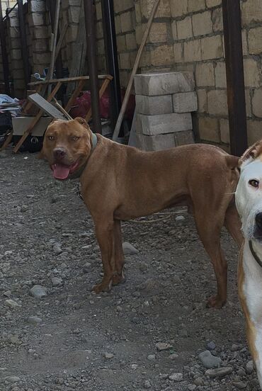 itlerin pulsuz verilmesi: Pitbul, 1 il, Erkek lalafo.az -da itlerin pulsuz verilmesi: Pitbul, 1 il, Erkek