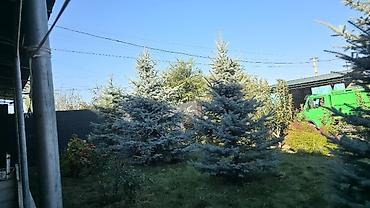 комтер: Ель голубая (Picea pungens, Blue Spruce) для ландшафтного озеленения — 2