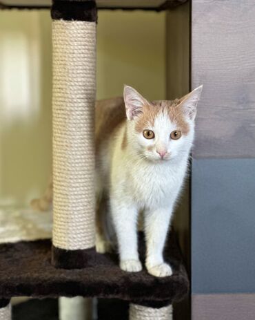 аренда животных: В поисках дома котик подросток, около года, кастрирован. При себе