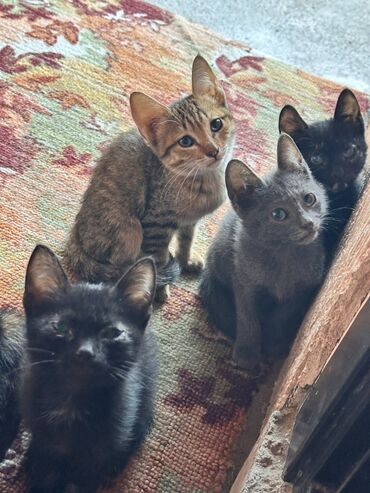 котята в добрые руки бесплатно: Кошка даром: Беспородная, 2 месяца, Мальчик