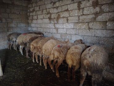 Qoyunlar, qoçlar: Salam alekum hər cəkidə quzumuz var erkək qurbanlıq quzular 270 — 14