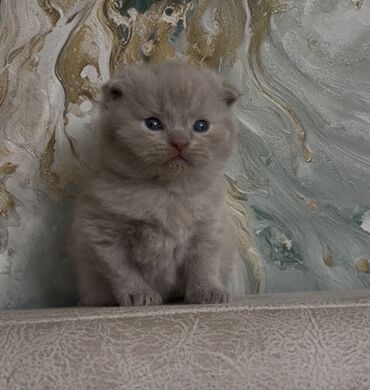 британская голубая кошка: Şotland, Erkək, Dişi