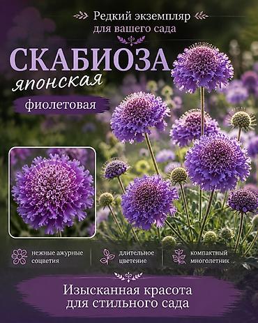 колоска: Декоративные злаки для сада и ландшафтного дизайна Садовые злаки — — 6
