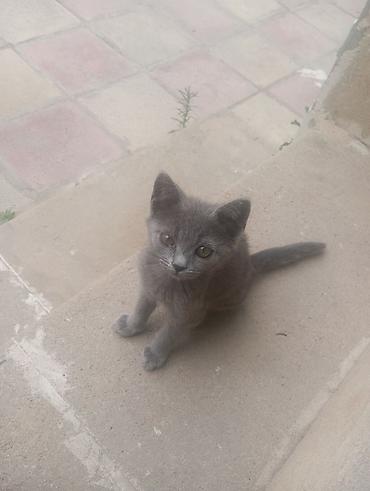 Кошки: Шотландская, Самец, В добрые руки, Самовывоз — 2