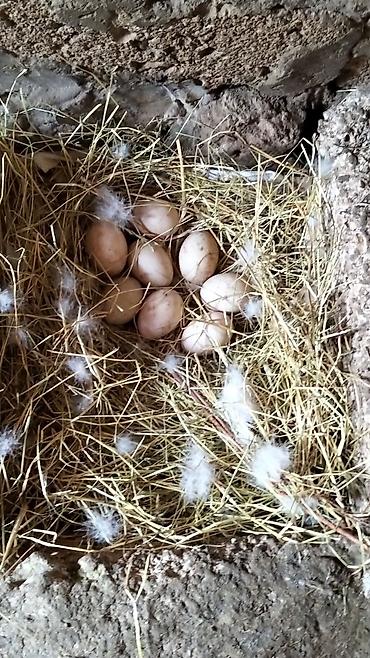 Yumurta: Ördək yumurtası - Təsvir: Şəkillərdə təsvir olunan, samanla — 3