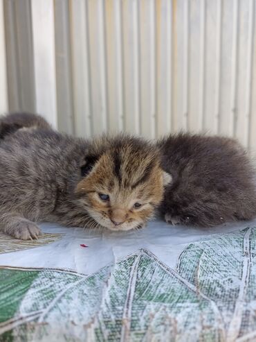 персидская кошка: Котята, помет из нескольких малышей разной окраски: - полосатые