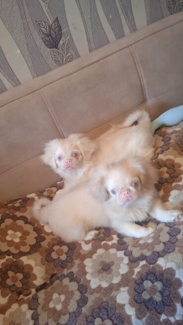 pomeranian iti qiymeti: Pekines, 3 ay, Dişi