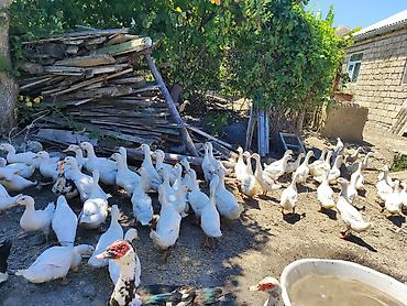 tap az goyercin satisi: Pekin Ağ ördəklər sürüsü satılır istyen əlage saxlasin 🦆🦆 — 1