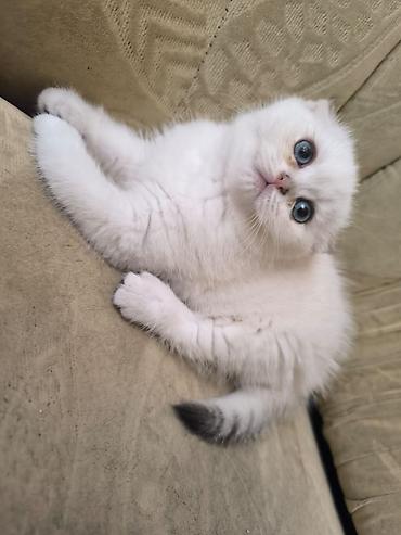 Pişiklər: Şotland — 7