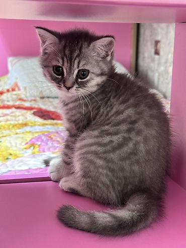 Кошки: Шиншилла, Самка, Самец, Самовывоз — 2