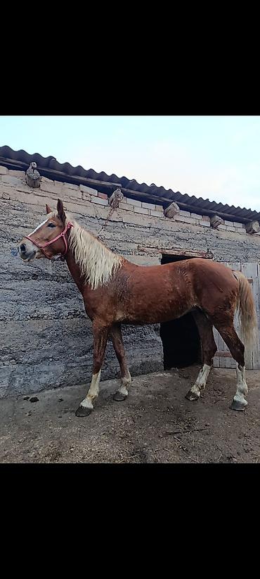 Лошади, кони: Продаю | Кобыла (самка) | Рабочий — 8