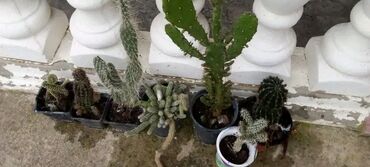 fotelje za bastu i terase: Kaktus vise vrsta