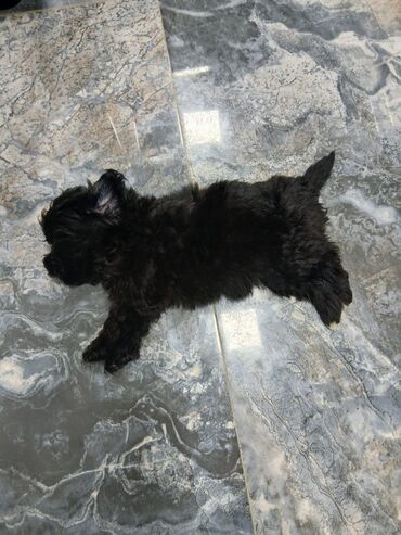 İtlər: Malta bolonka, 2 ay, Ünvandan götürmə, Pulsuz çatdırılma, Ödənişli çatdırılma — 11