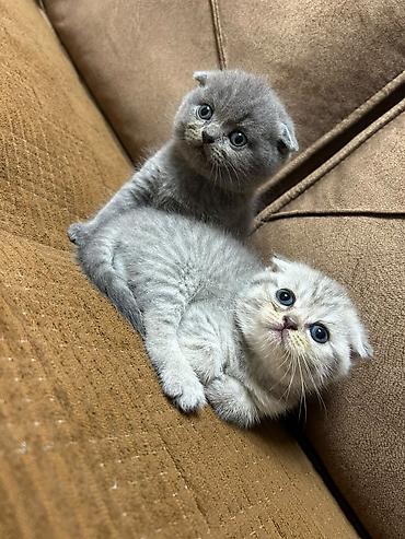 Кошки: Шотландская вислоухая — 1