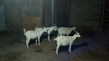 xirda buynuzlu heyvanlar: Dişi, il: 2, Damazlıq — 2