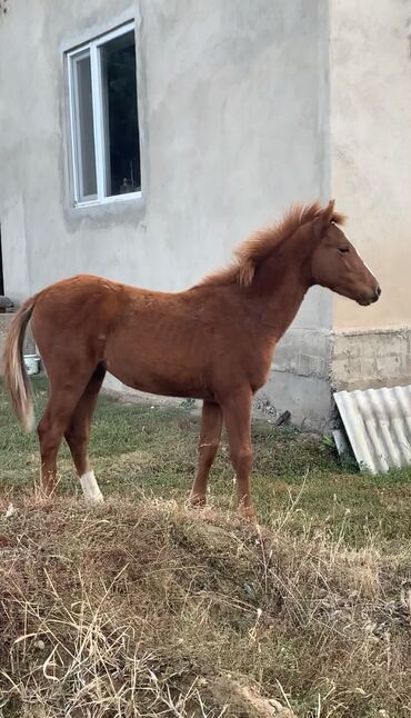 талас тайлар: Эркек Тай сатылат 6 айлык энеси Дончак Атасы да кандуу айгыр (Адрес