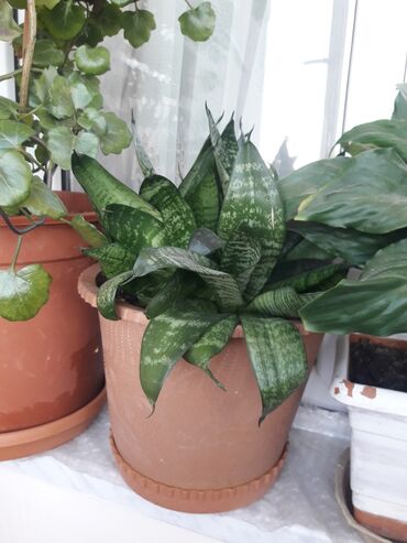 Другие растения: Otaq bitkiləri – saksıda - Sansevieria (Qayınana dili): Qalın