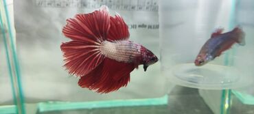 Рыбы: Петушки Betta splendens, веерохвостые (halfmoon/rosetail тип). Яркие — 3