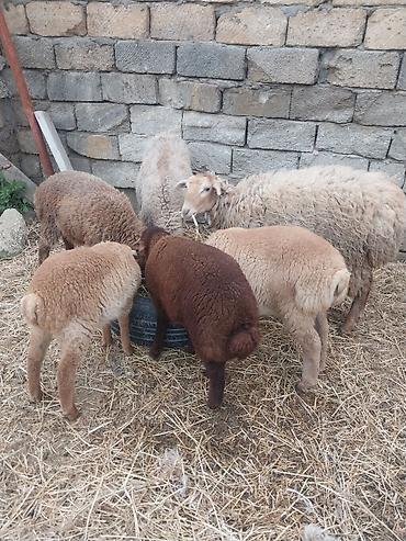 Qoyunlar, qoçlar: Razılaşma yolu ilə çox təcili satılır.balalı balasız fərq etmir — 22