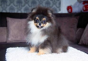 Продажа собак: Шпиц, 5 месяцев, Самец, С прививкой — 10