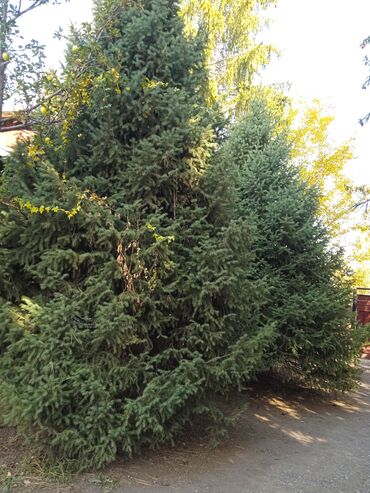 мебель на заказ в бишкеке: Ель обыкновенная (Picea abies) — крупные взрослые деревья для