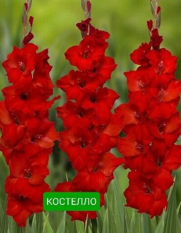 Другие предметы коллекционирования: Продается луковицы крупноцветковых гладиолусов
