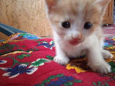 Мышыктар: Котята, домашние, короткошёрстные. Описание: - Окрас: белый и — 3