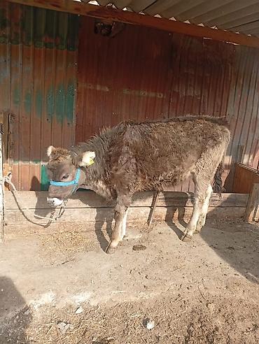 Коровы, быки: Продаю | Тёлка | Алатауская | Для разведения — 3