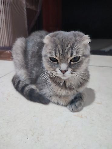 pitomnik temir: Шотландские вислоухие котята (Scottish Fold) Описание: - — 1