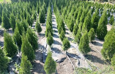 Декоративные деревья: 1Туя смаракта 2Можжевельник блюэроу 3Самшит вечно зеленый Есть в at lalafo.kg — 2 Декоративные деревья: 1Туя смаракта 2Можжевельник блюэроу 3Самшит вечно зеленый Есть в — 2