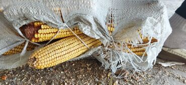 мака кукуруза: Кукуруза Самовывоз