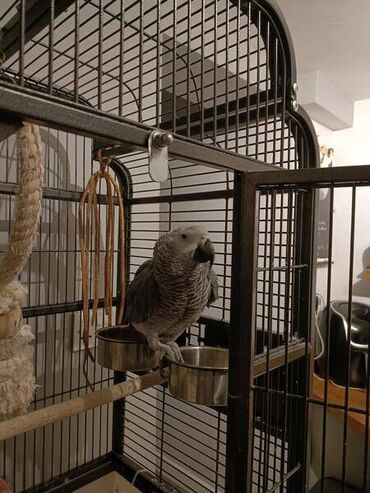 Precious African Grey Parrots Pairs of Gorgeous Baby 8 months