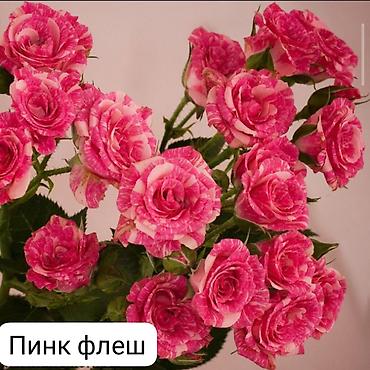 Роза: Чайно-гибридные розы (срезочные сорта) Предлагаются популярные — 8