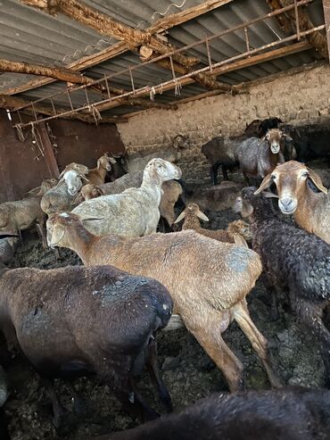 Другие животные: Продаются барашки на Курман Айт