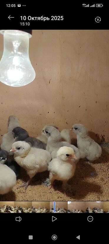 Cücələr: Toyuq cücələri, Damazlıq -da lalafo.az — 8 Cücələr: Toyuq cücələri, Damazlıq — 8