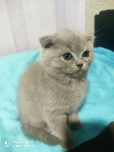 Pişiklər: Şotland, Erkək, Dişi, Ünvandan götürmə -da lalafo.az — 9 Pişiklər: Şotland, Erkək, Dişi, Ünvandan götürmə — 9